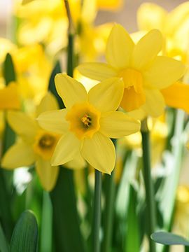Daffodil Days at Blithewold