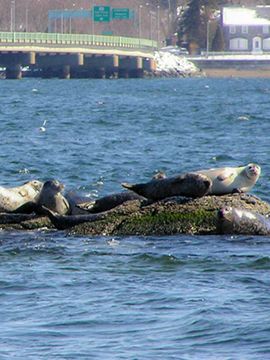 Seal Watch Tour - Save the Bay